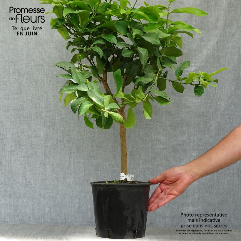 Four Seasons Lemon Tree - Citrus limon 4L/5L pot, Quarter standard sample as delivered in summer