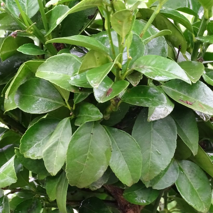 Citrus limetta Pursha - Sweet Lemon (Foliage)