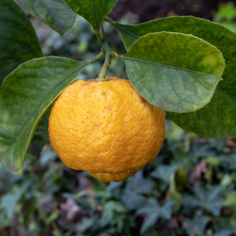 Citrus limetta Pursha - Sweet Lemon (Flowering)