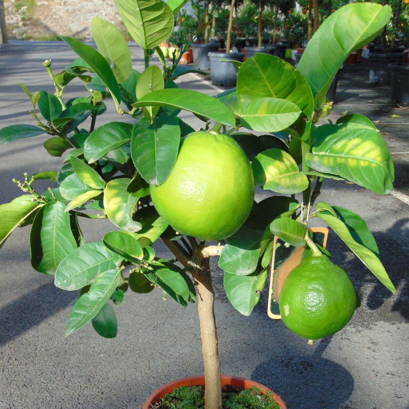 Grapefruit - Citrus x paradisi (Plant habit)