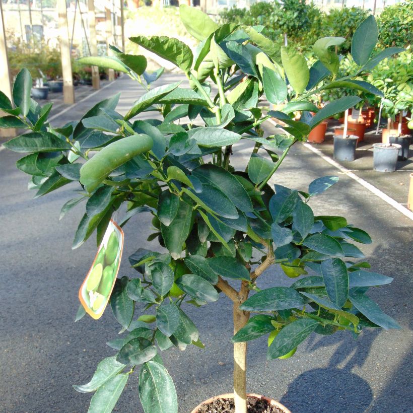 Lime - Citrus aurantifolia (Plant habit)