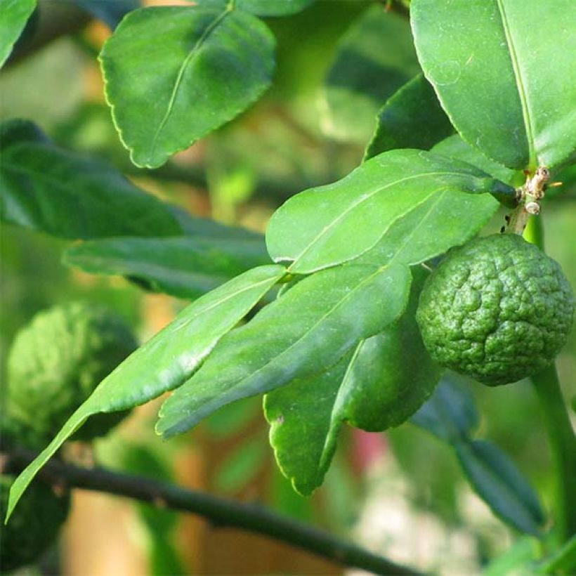 Citrus hystrix - Kaffir Lime (Foliage)