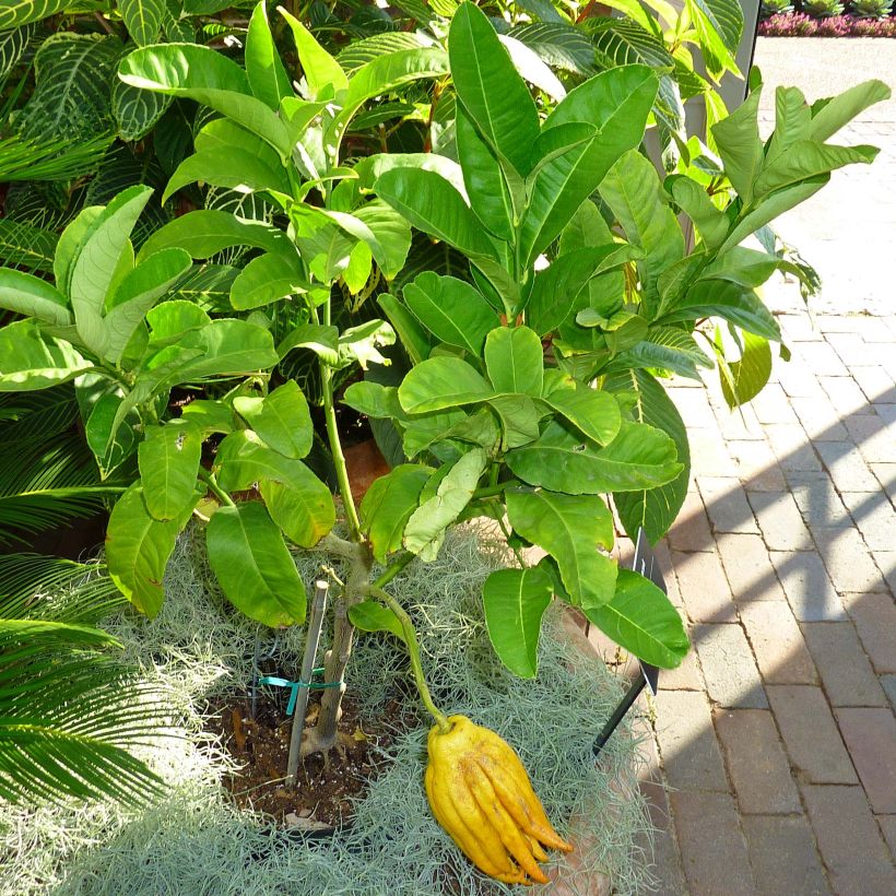 Buddha's Hand - Citrus medica var. sarcodactylis (Foliage)
