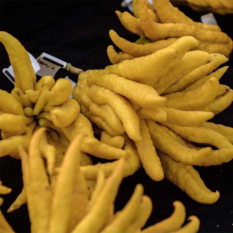 Buddha's Hand - Citrus medica var. sarcodactylis (Harvest)