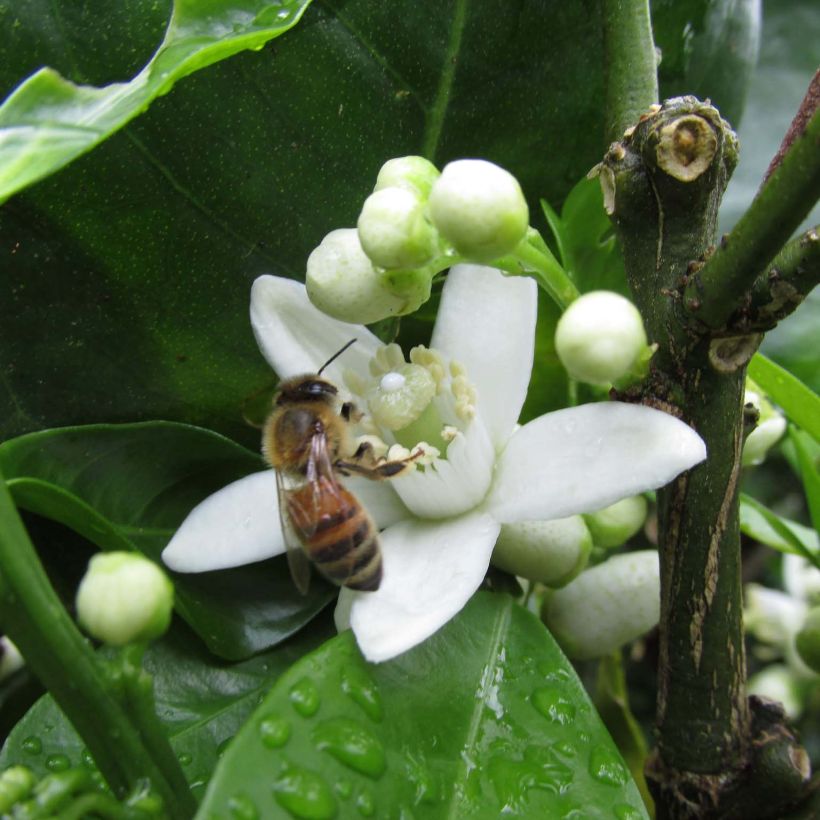 Citrus sinensis 'Washington Navel' (Flowering)