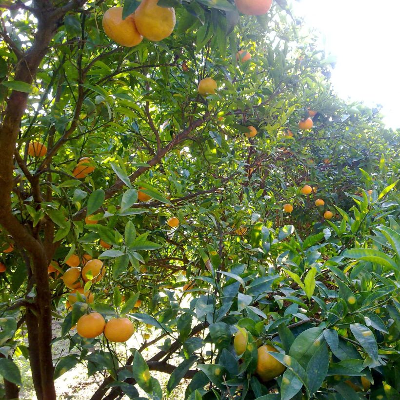 Satsuma Mandarin Tree - Citrus unshiu (Plant habit)