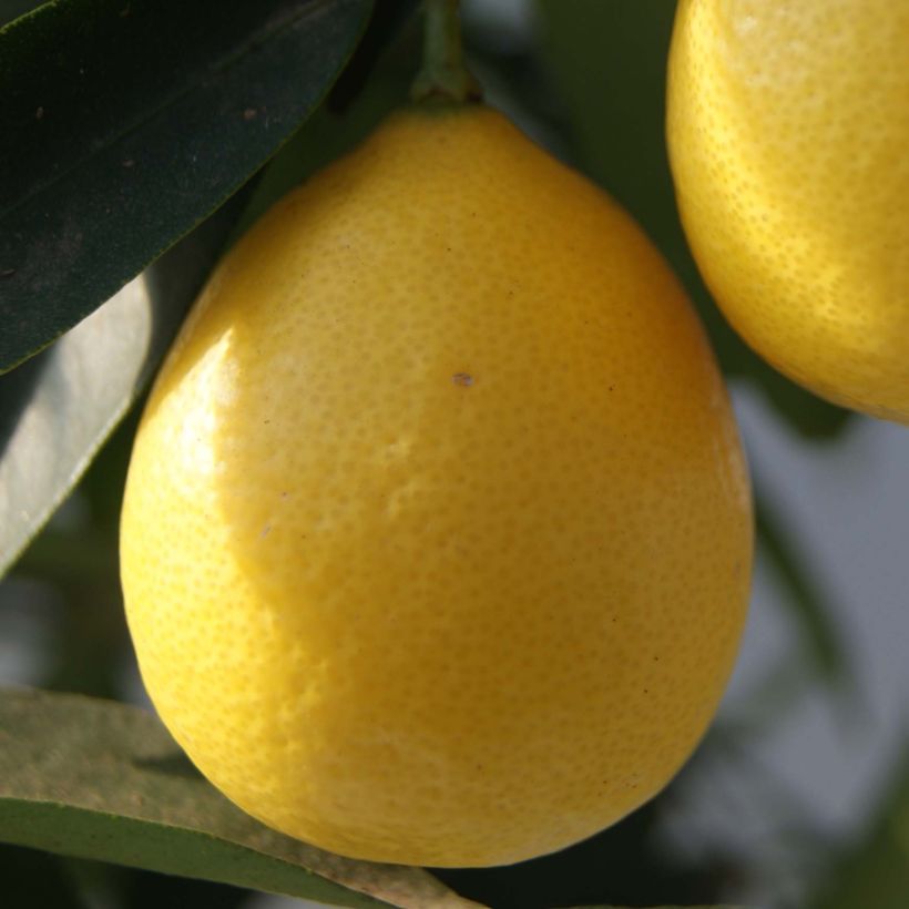 Citrus x floridana - Limequat Citrus Tree (Harvest)