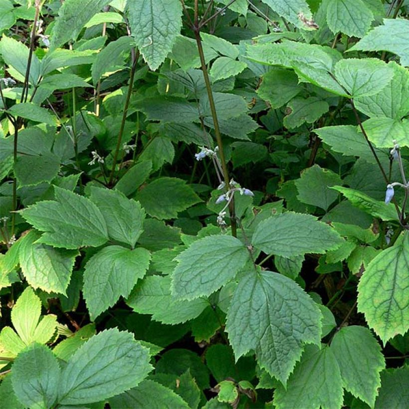 Clematis heracleifolia  (Foliage)