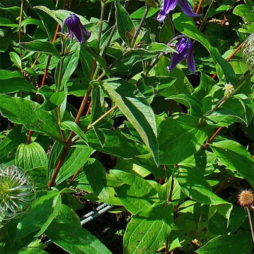 Clematis integrifolia - Herbaceous Clematis (Foliage)