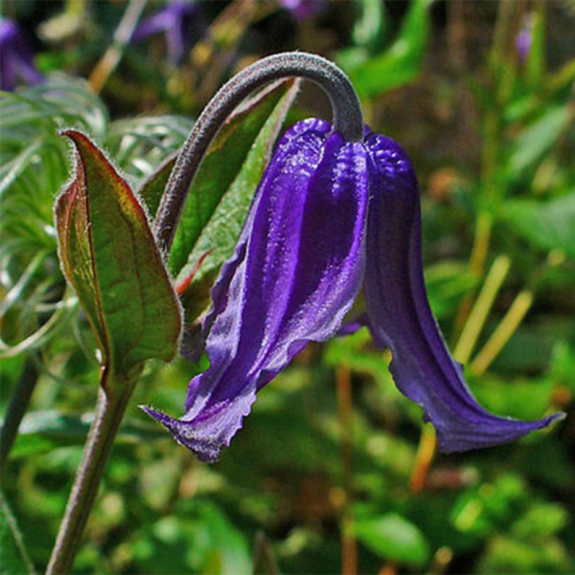 Clematis integrifolia - Herbaceous Clematis (Flowering)