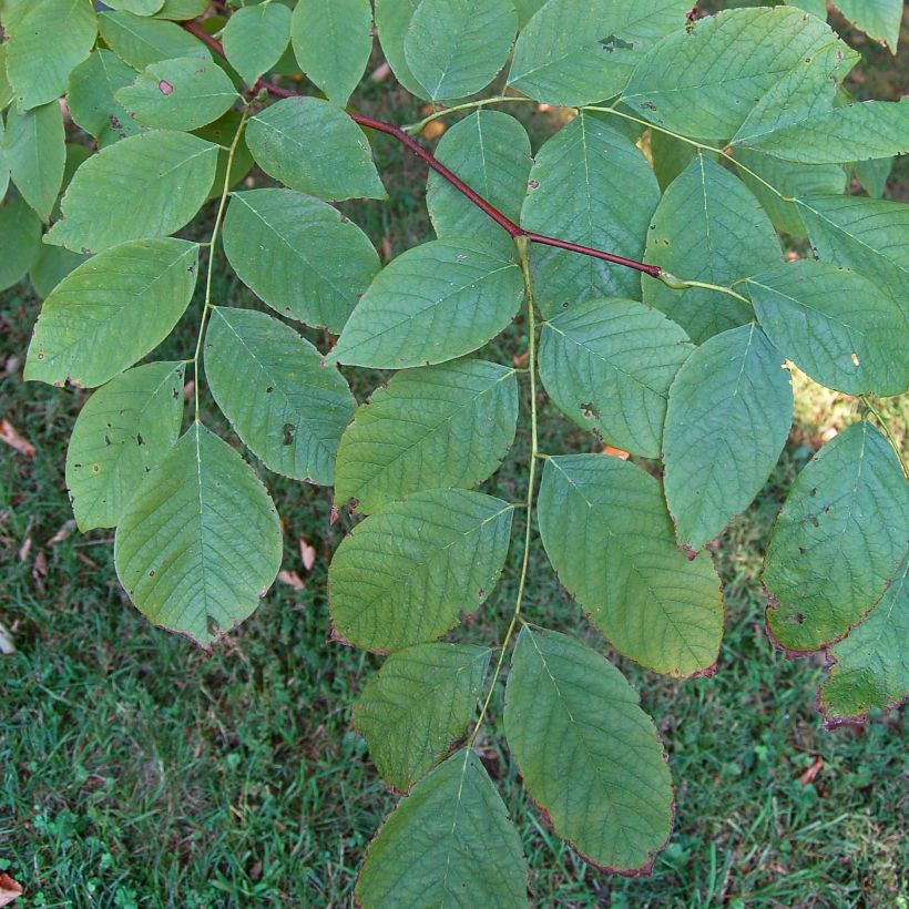 Cladrastis kentukea (Foliage)