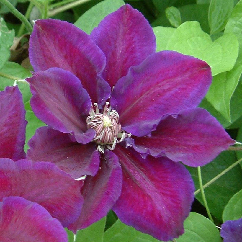Clematis Julka (Flowering)