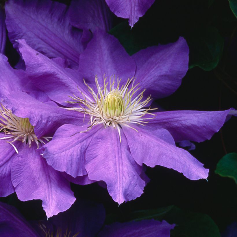 Clematis patens Lasurstern (Flowering)