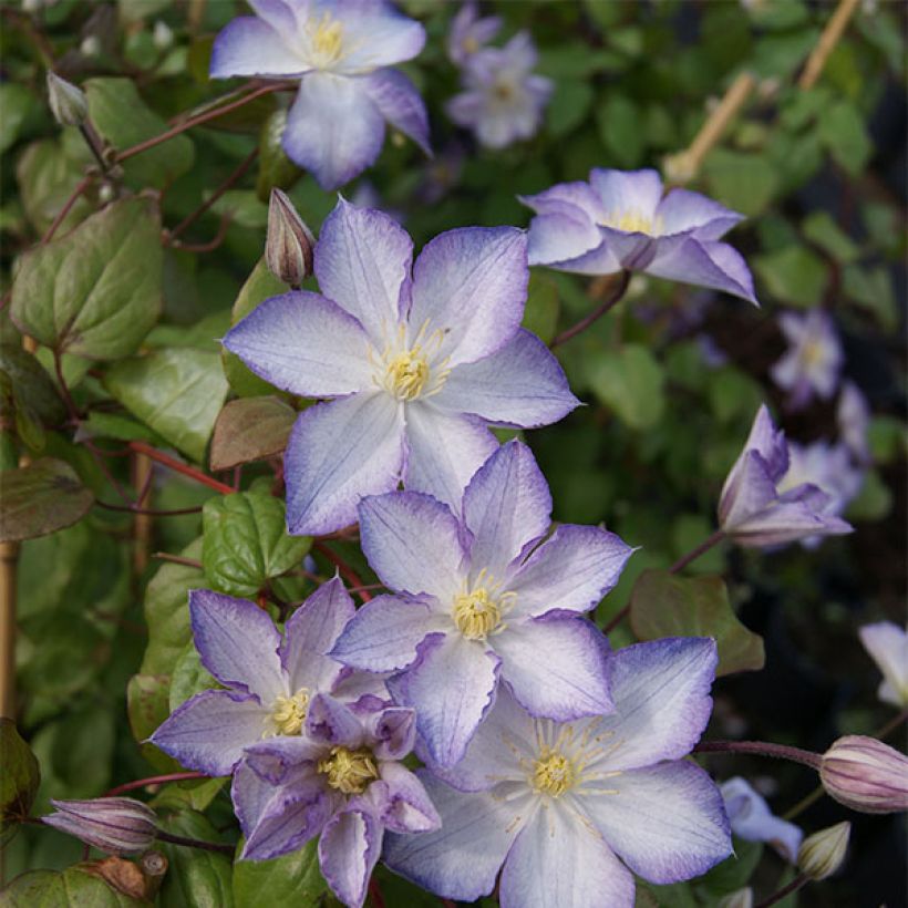 Clematis Lucky Charm (Plant habit)