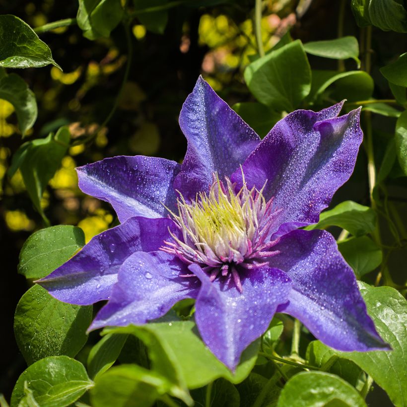 Clematis patens Multi Blue (Flowering)