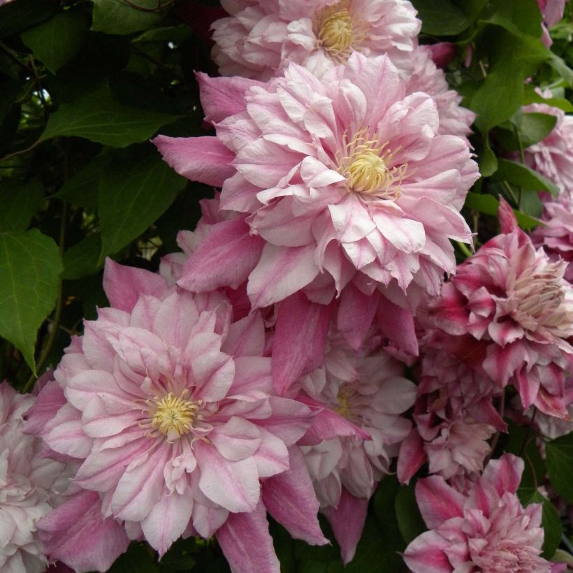 Clematis Patricia Ann Fretwell (Flowering)