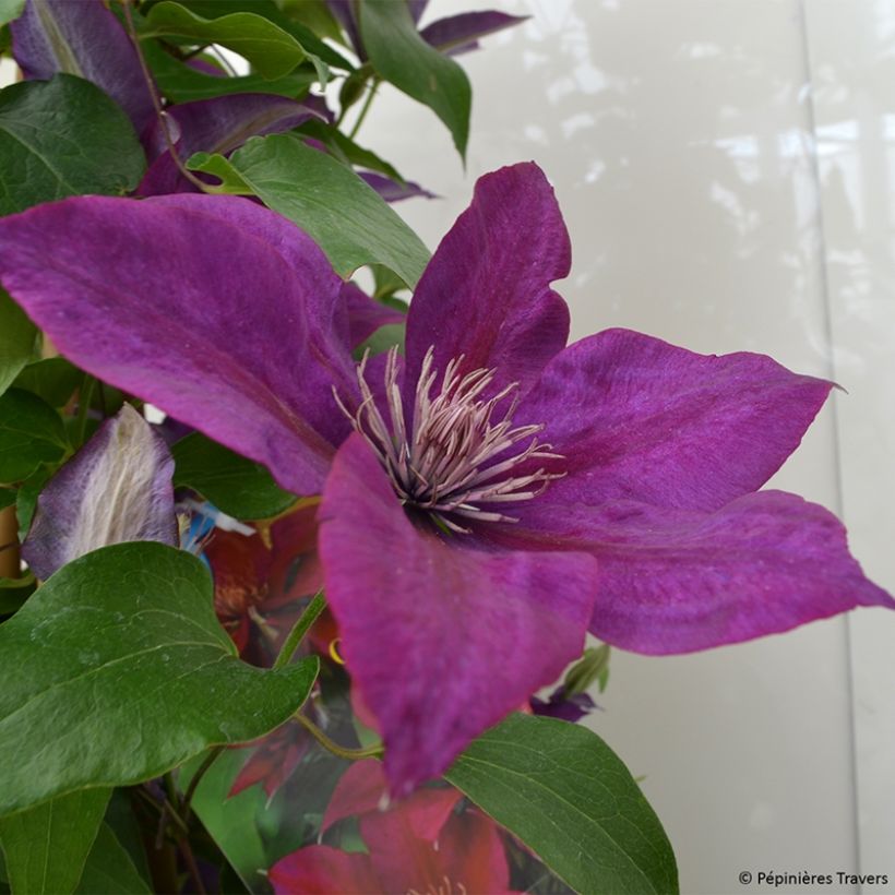 Clematis Picardy (Flowering)
