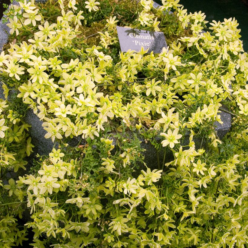Clematis x cartmanii Pixie (Plant habit)