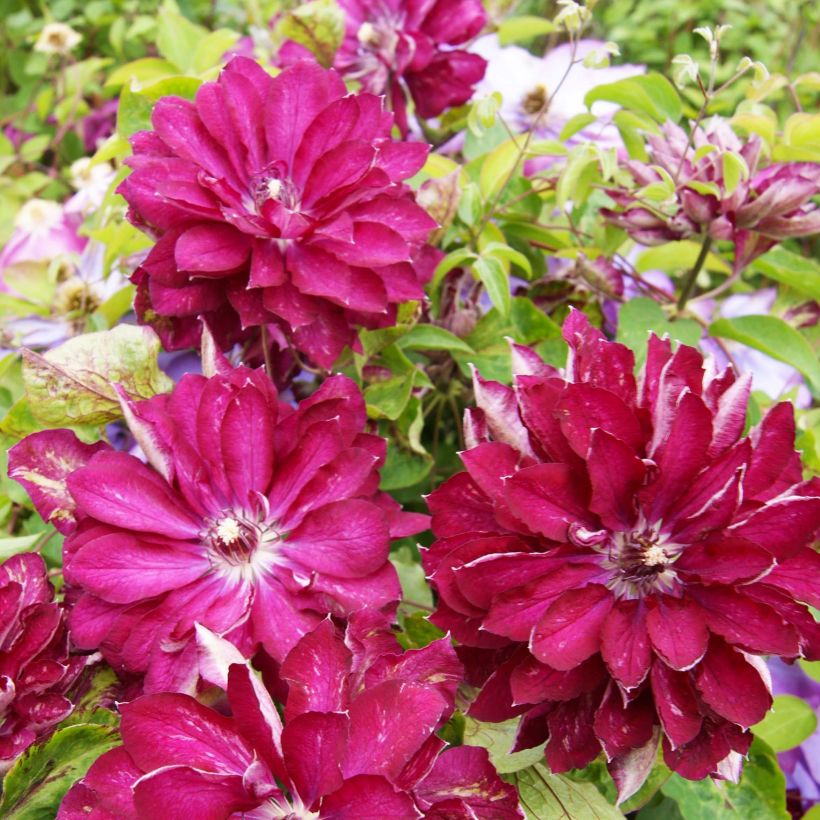 Clematis Red Passion (Flowering)