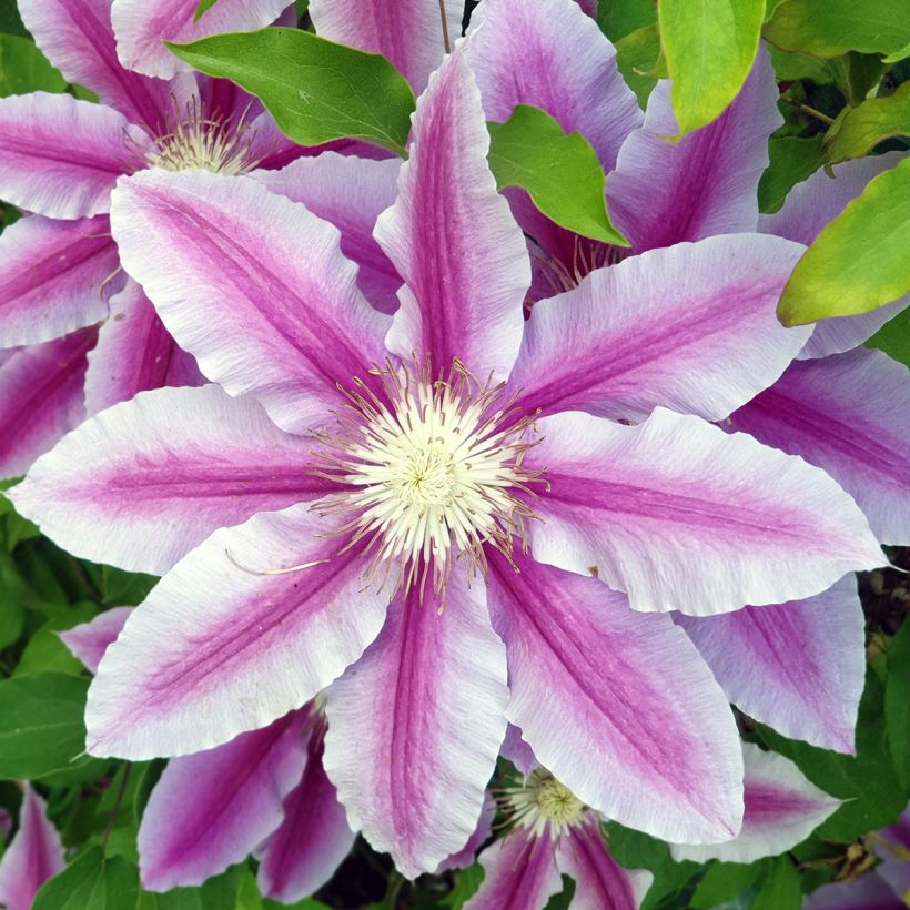 Clematis Sugar Candy (Flowering)