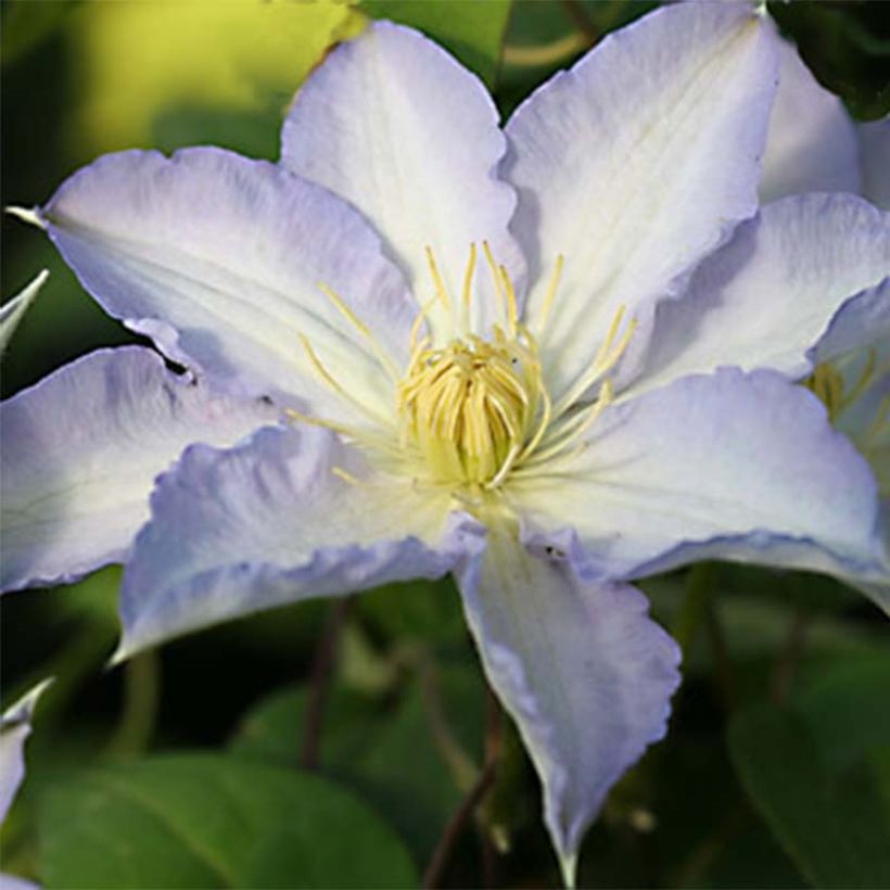 Clematis Thyrislund (Flowering)
