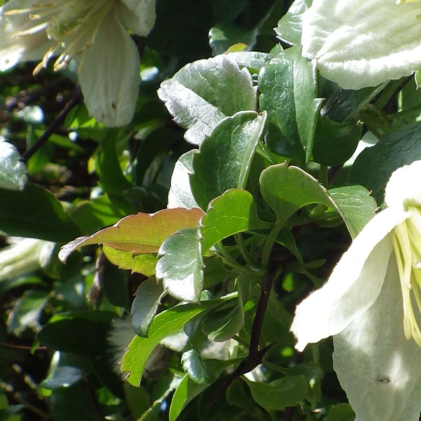 Clematis cirrhosa Wisley Cream (Foliage)