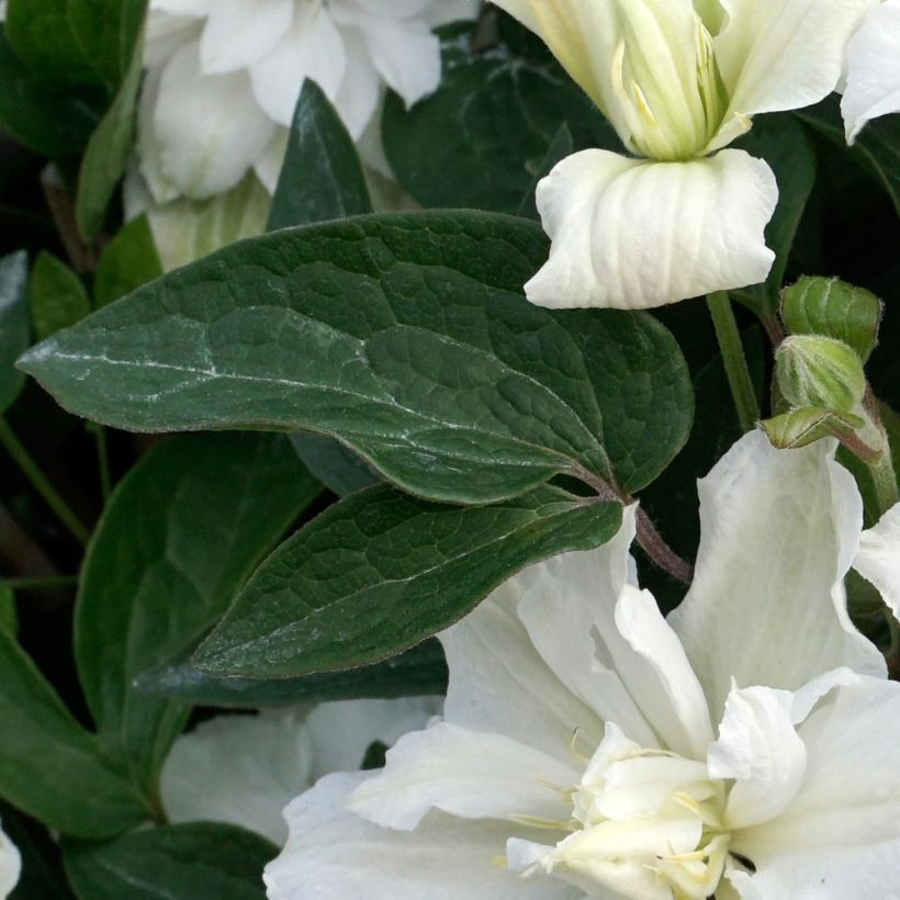 Clematis x diversifolia White Arabella (Zo14089) (Foliage)