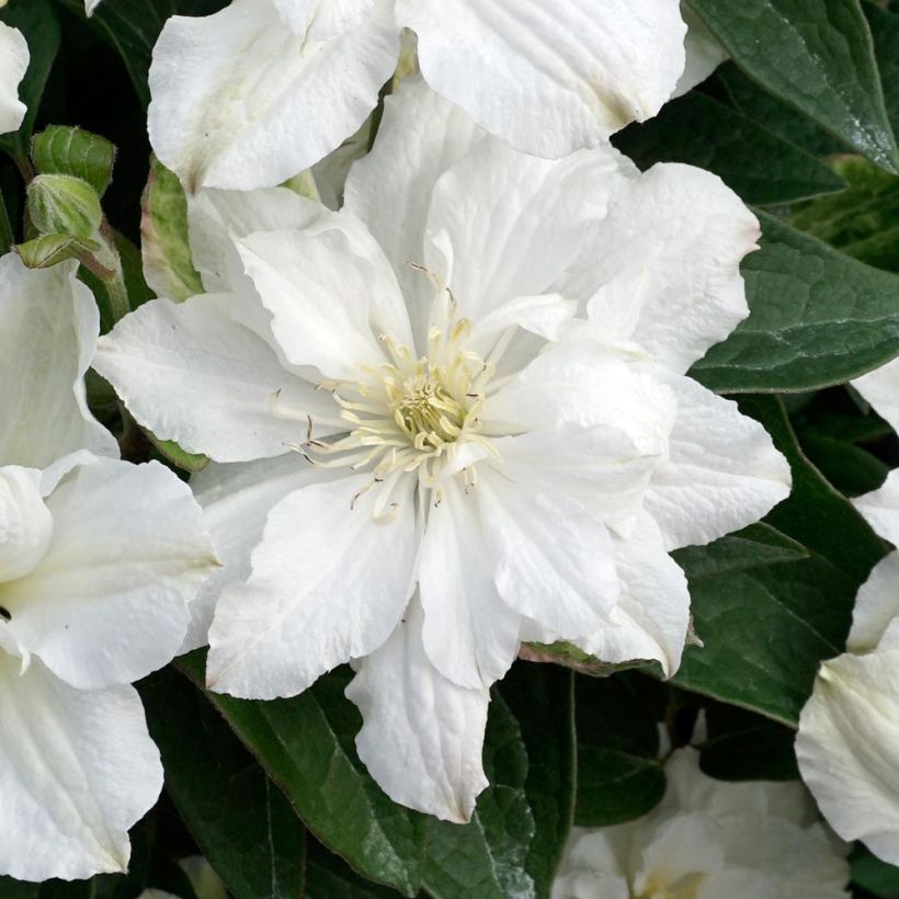 Clematis x diversifolia White Arabella (Zo14089) (Flowering)