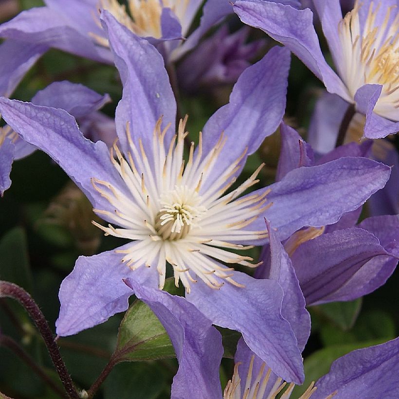 Clematis integrifolia Blue River  (Flowering)