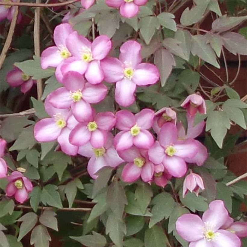 Clematis montana Freda (Flowering)