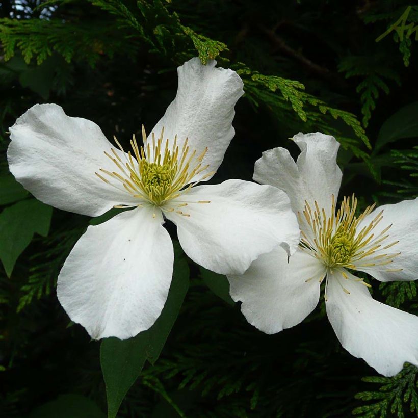 Clematis montana Spooneri (Flowering)