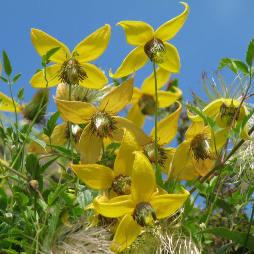 Clematis tangutica - Golden clematis (Flowering)