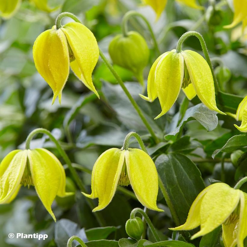 Clematis Little Lemons (Flowering)