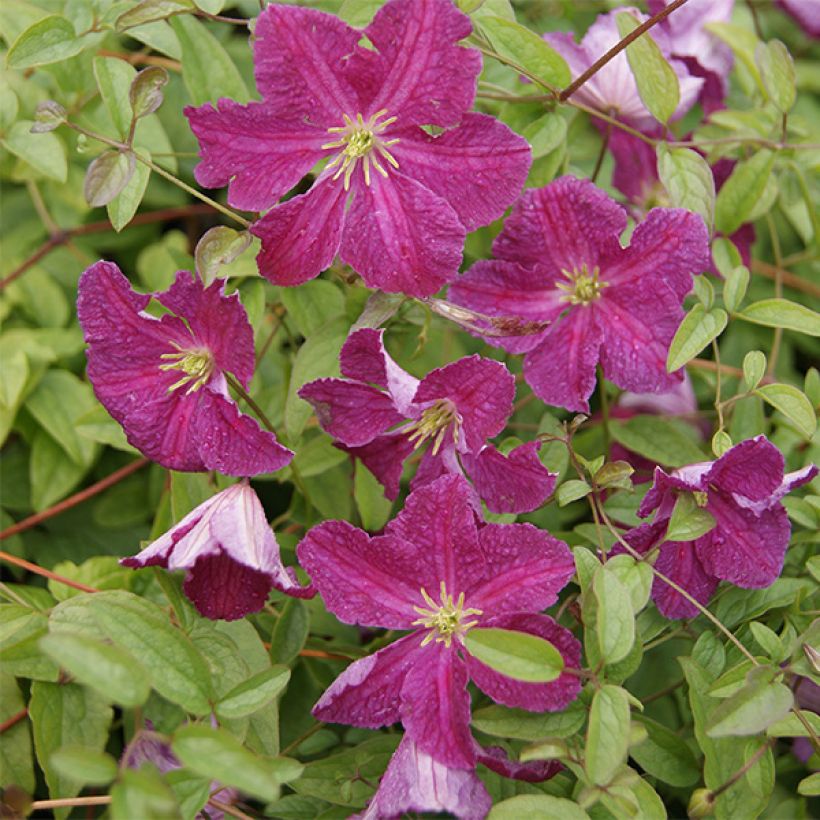 Clematis Abundance (Flowering)