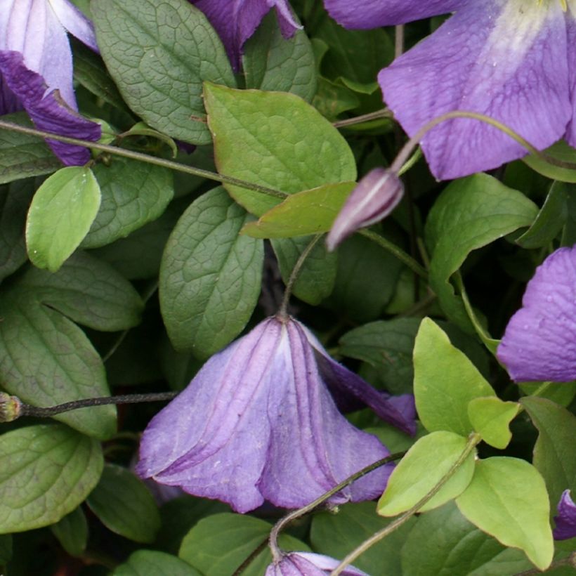 Clematis x viticella Little Bas (Foliage)