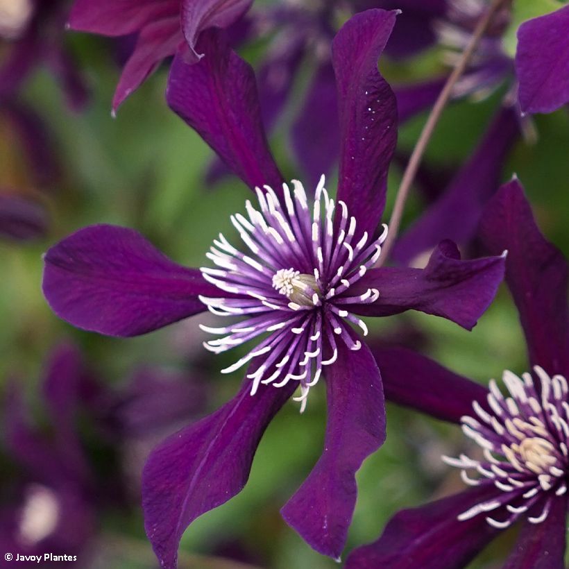 Clematis x viticella Panther (Flowering)