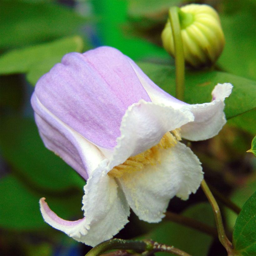 Clematis x viorna Annabella (Zo08169 PBRaf) (Flowering)