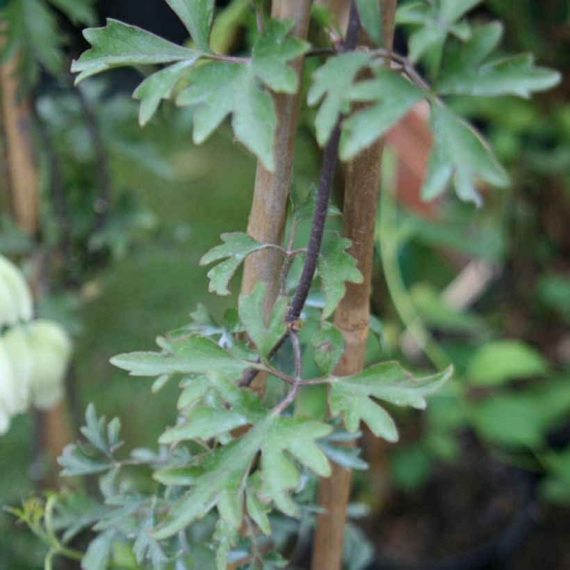 Clematis x indivisa Avalanche (Foliage)