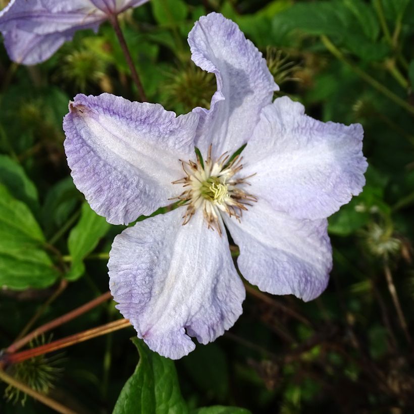 Clematis Blekitny Aniol (Flowering)