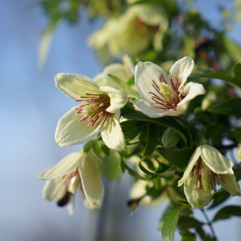 Clematis x napaulensis Christmas Surprise (Flowering)