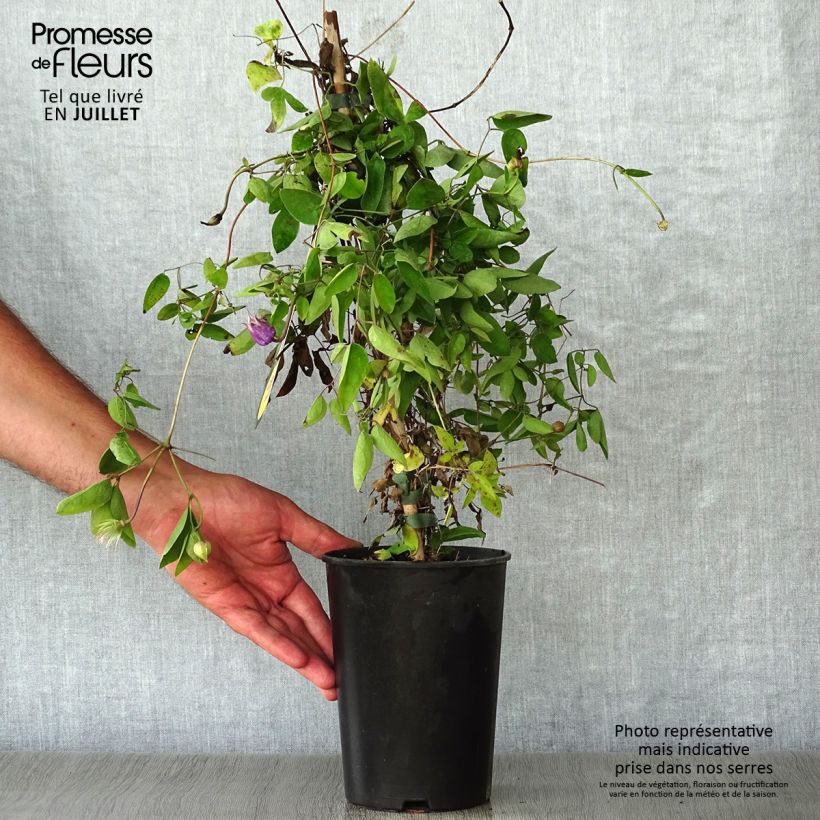 Clematis x viorna Annabella (Zo08169 PBRaf) 2L/3L potShipped height around 40/50cm sample as delivered in summer