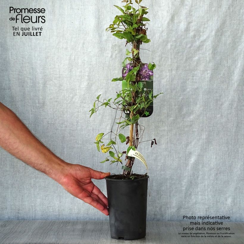 Clematis viticella Astra nova 2L/3L pot sample as delivered in summer
