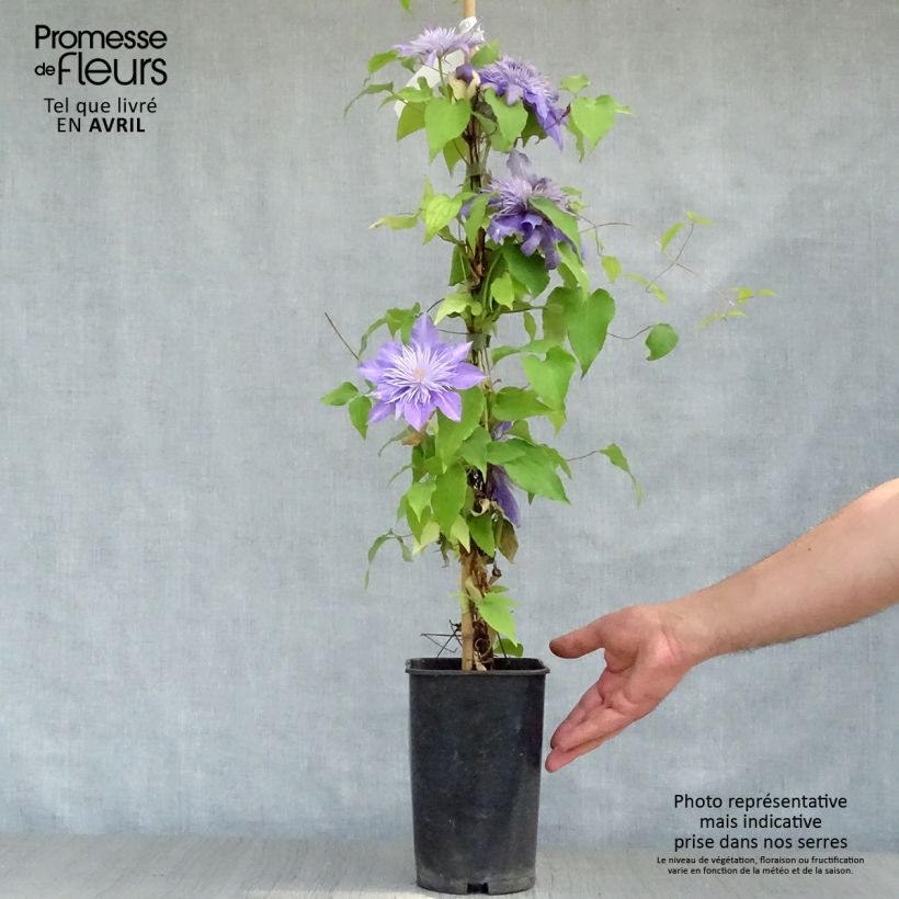 Clematis patens Crystal Fountain 2L/3L potShipped height around 60/70cm sample as delivered in spring