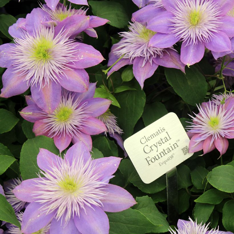 Clematis patens Crystal Fountain (Flowering)