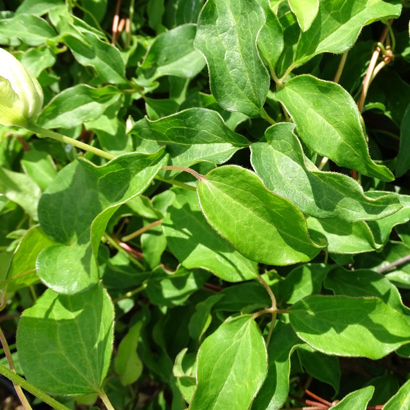 Clematis patens Dancing Dorien  (Foliage)