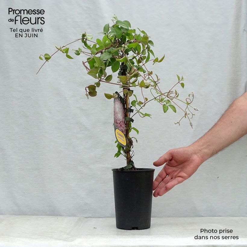 Clematis patens Dancing Smile 2L/3L pot sample as delivered in summer