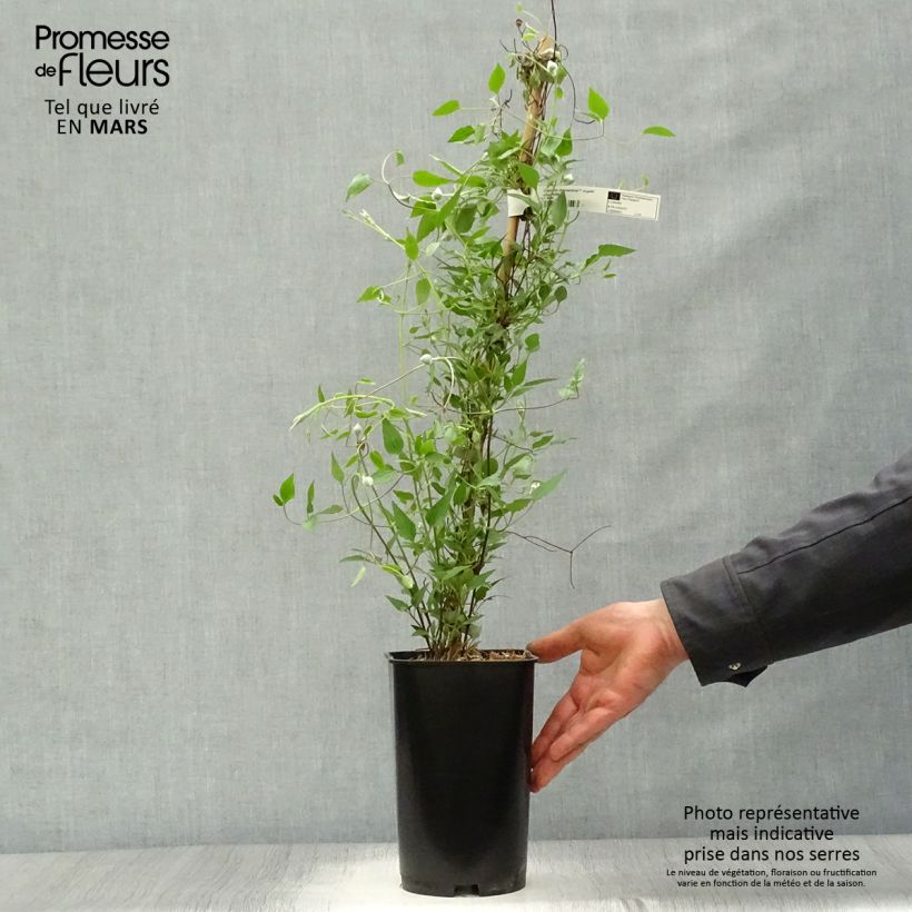 Clematis patens Diamantina 2L/3L potShipped height around 60/70cm sample as delivered in spring