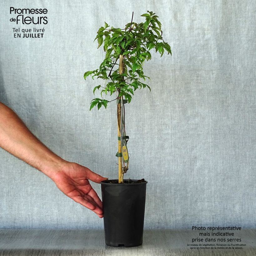 Clematis atragene Eximia 2L/3L pot sample as delivered in summer