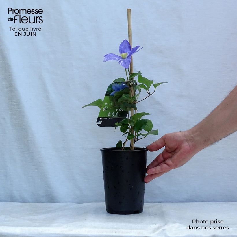 Clematis patens Fujimusume 2L/3L pot sample as delivered in summer