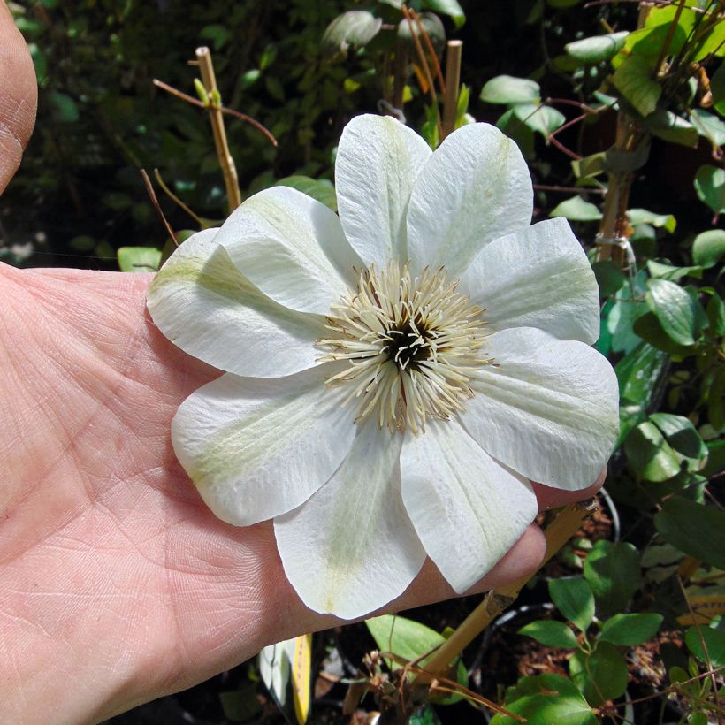 Clematis patens Guernsey Cream (Flowering)